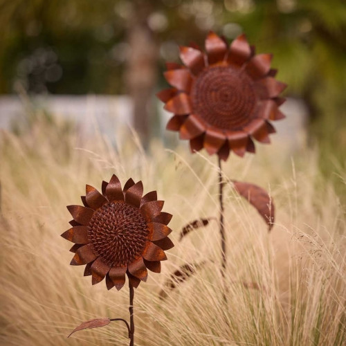 Photograph of Stake Sunflower Rust