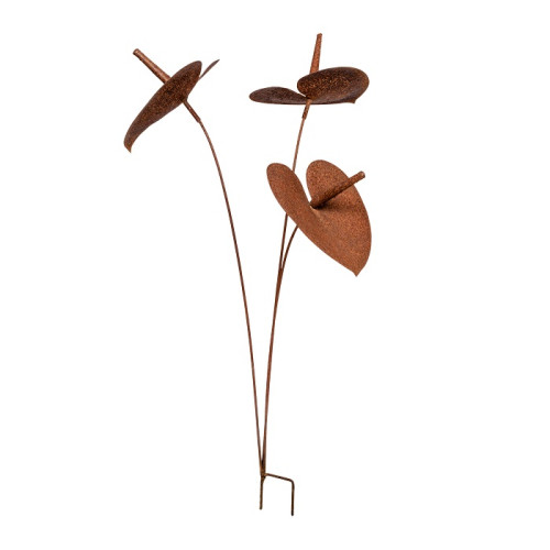Photograph of Stake Anthurium Rust