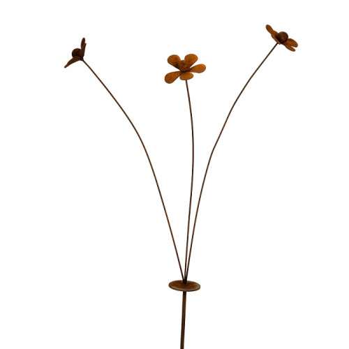 Photograph of Stake Daisy Spray Rust