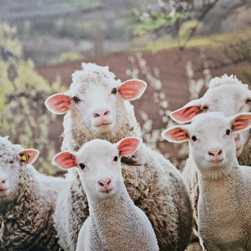 Photograph of Family of Sheep Print