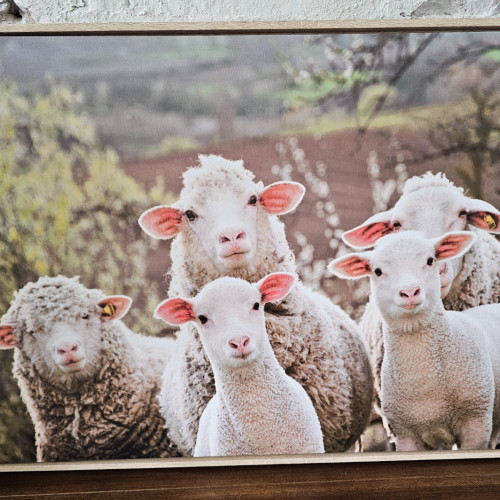 Photograph of Family of Sheep Print